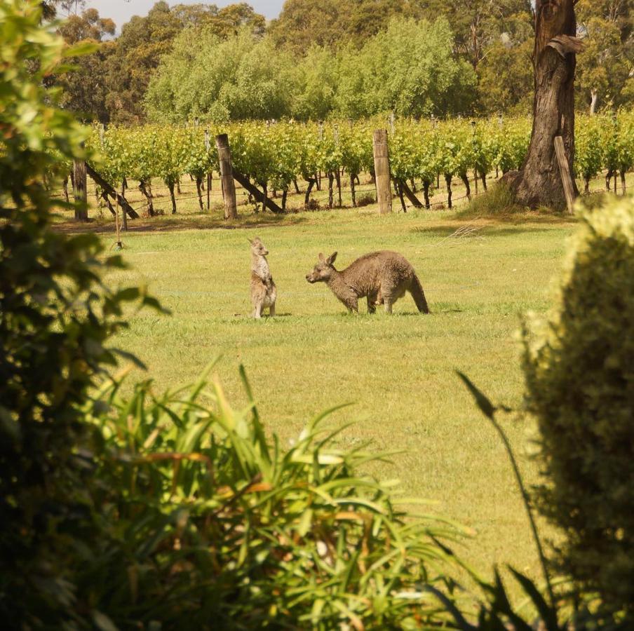 Gisborne Peak Winery Short Term Stays Exterior foto